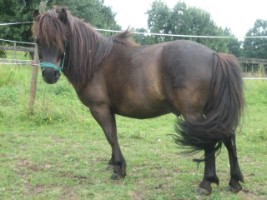 Fun4Kids Ponyreiten mit Christine in Waldenbuch