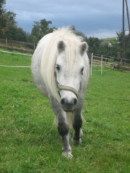 Fun4Kids Ponyreiten mit Christine in Waldenbuch
