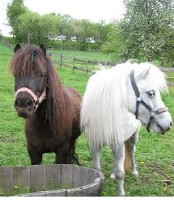 Fun4Kids Ponyreiten mit Christine in Waldenbuch