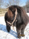 Fun4Kids Ponyreiten mit Christine in Waldenbuch