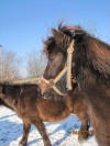 Fun4Kids Ponyreiten mit Christine in Waldenbuch