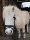 Fun4Kids Ponyreiten mit Christine in Waldenbuch