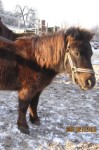 Fun4Kids Ponyreiten mit Christine in Waldenbuch