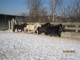 Fun4Kids Ponyreiten mit Christine in Waldenbuch - Ponys im Galopp auf dem Sandplatz