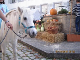 fun4Kids Ponyreiten mit Christine Gbr. Erntedanksonntag im Schlosshof fun4Kids Ponyreiten mit Christine Gbr. Erntedanksonntag im Schlosshof