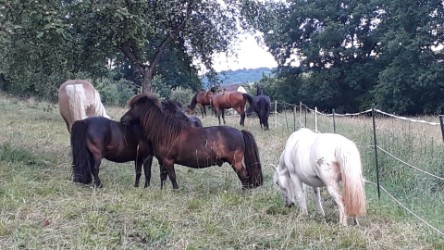 Fun4Kids Ponys auf der Koppel