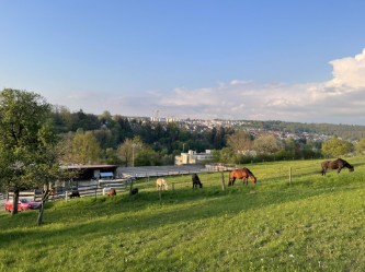 Fun4Kids Ponyreiten, Ponys auf der Koppel im Mai 2022