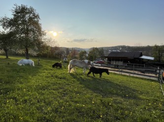 Fun4Kids Ponyreiten, Ponys auf der Koppel im Mai 2022
