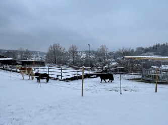 Fun4Kids Ponyreiten mit Christine Gbr, Trail
