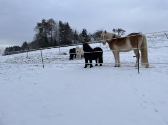 Fun4Kids Ponyreiten mit Christine Gbr. Trail